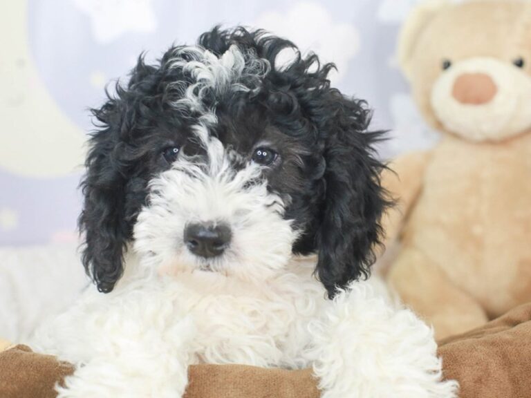 Mini Sheepadoodle