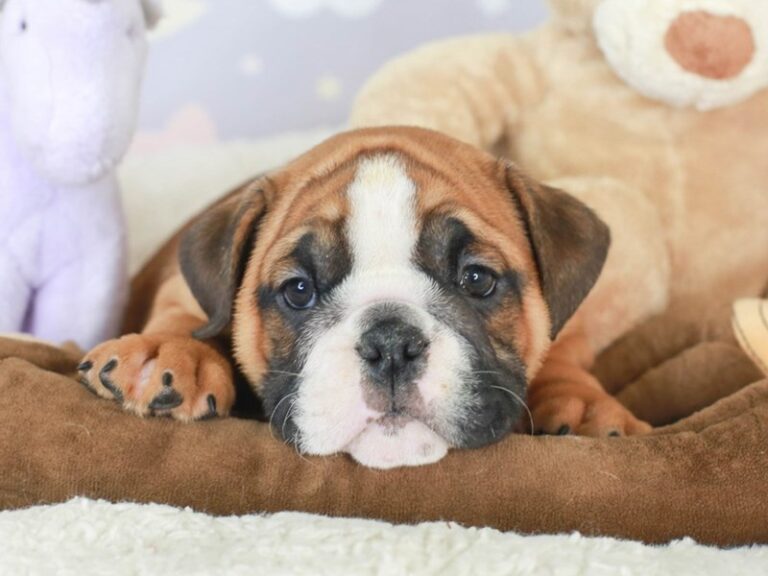 English Bulldog