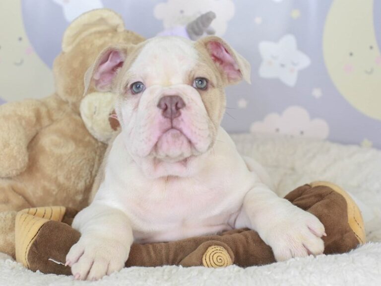 English Bulldog