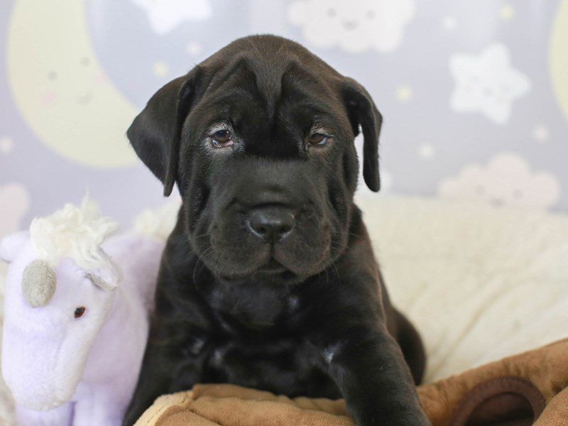 Mini Hippo-Female-Black-3465881-Animal Kingdom | Puppies N Love