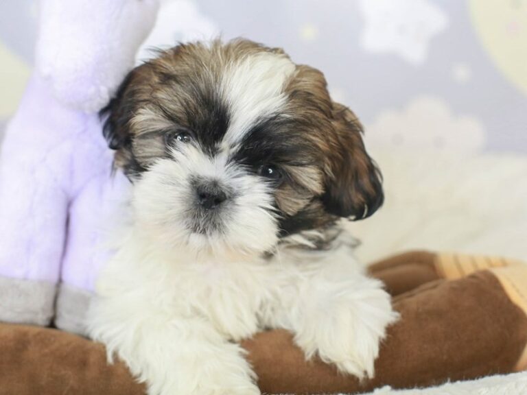 Shih Tzu