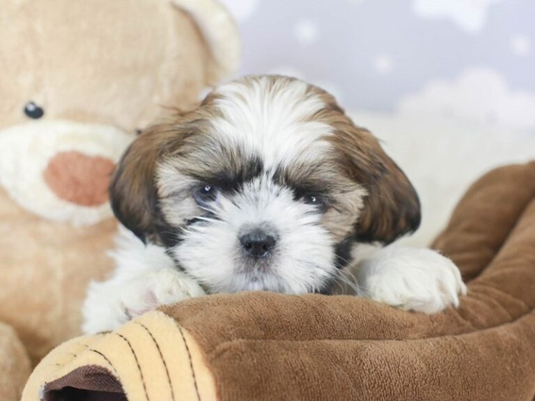 Shih Tzu