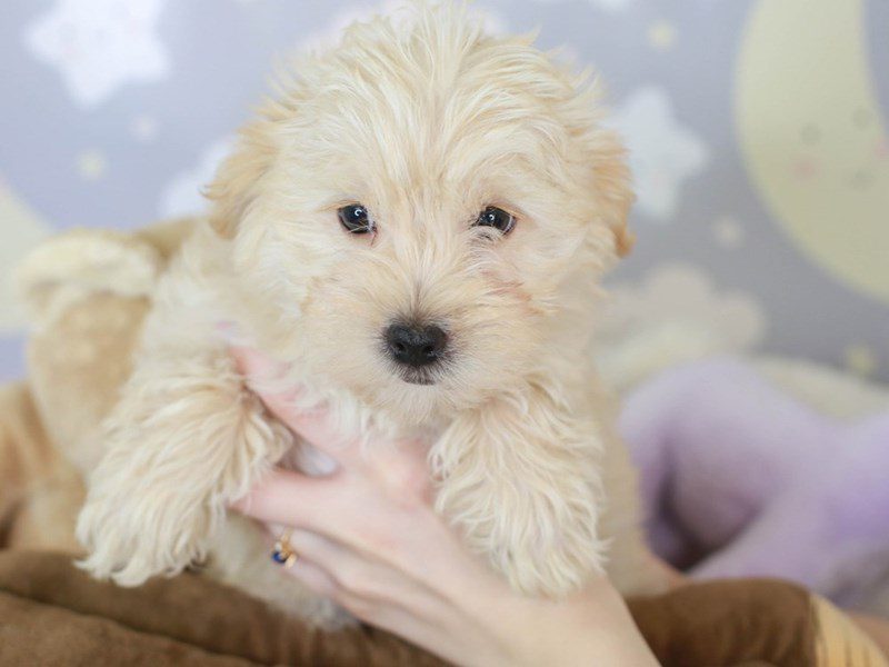 Yorkie Poo-Male-CREAM-3465803-Animal Kingdom | Puppies N Love