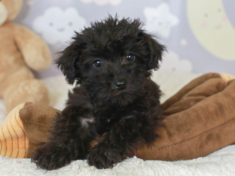 Schnoodle-Male-black-3465696-Animal Kingdom | Puppies N Love