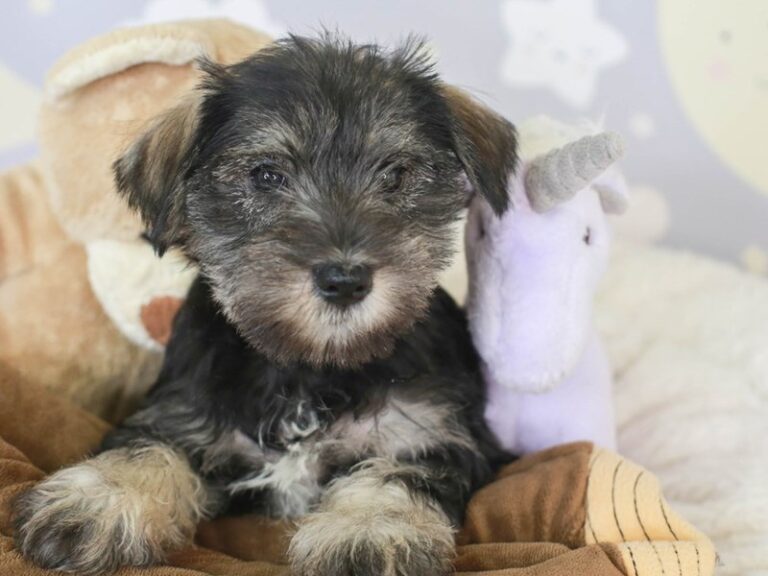 Mini Schnauzer