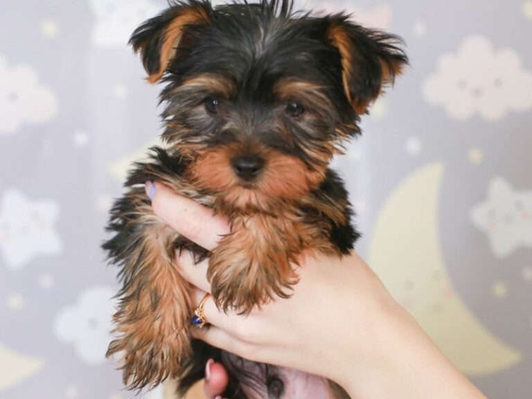 Yorkshire Terrier