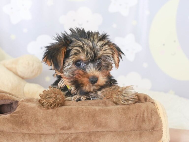 Yorkshire Terrier