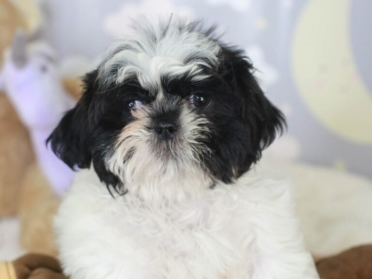 Shih Tzu