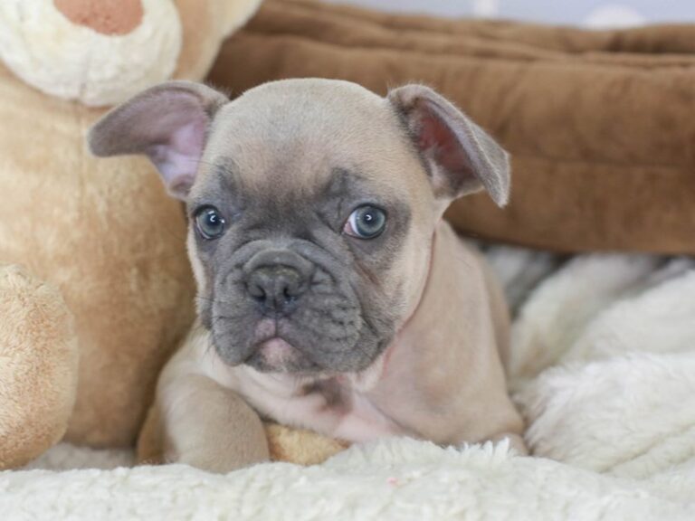 French Bulldog