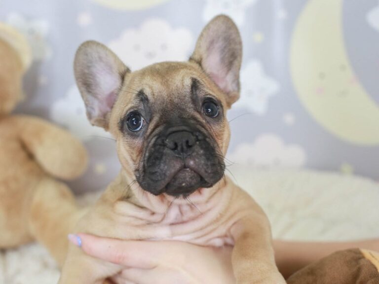 French Bulldog