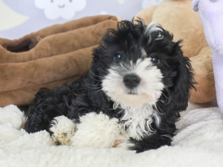 Mini Sheepadoodle