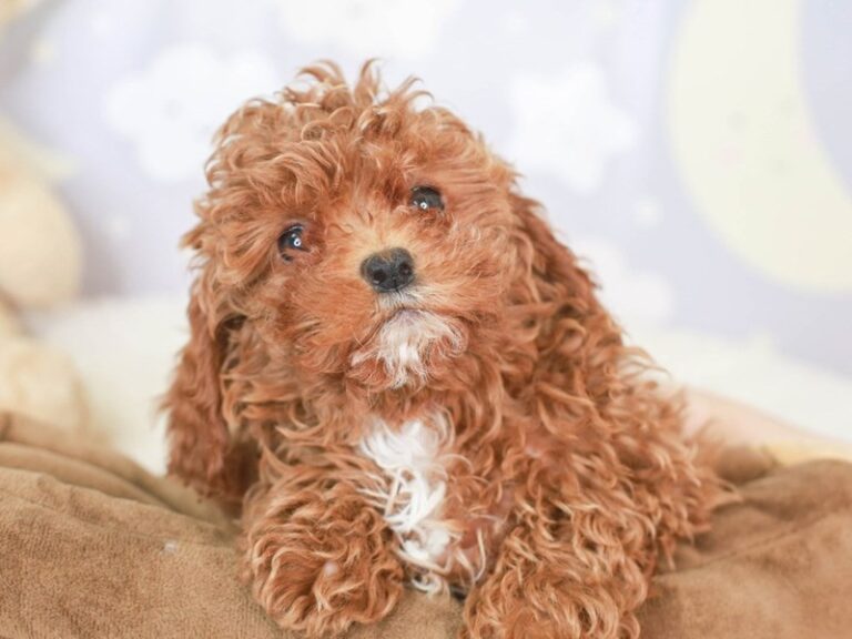 Cavapoo
