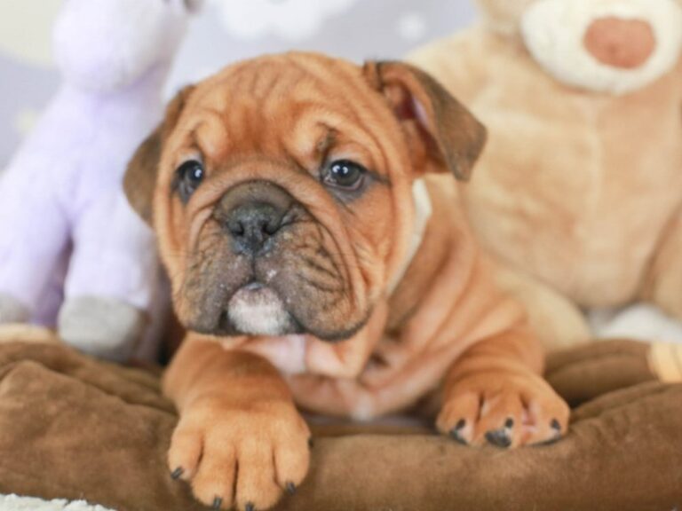 English Bulldog