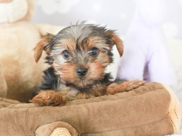 Yorkshire Terrier