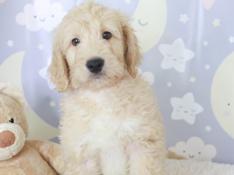Goldendoodle