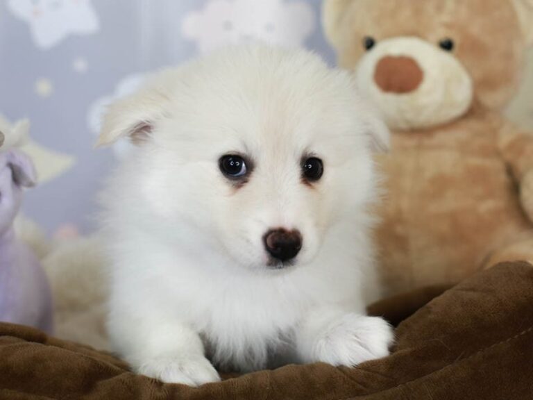 American Eskimo