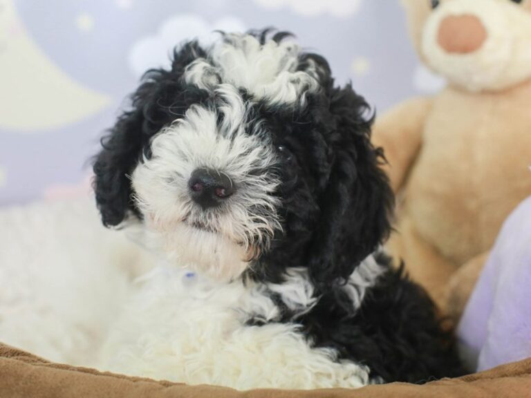 Mini Sheepadoodle