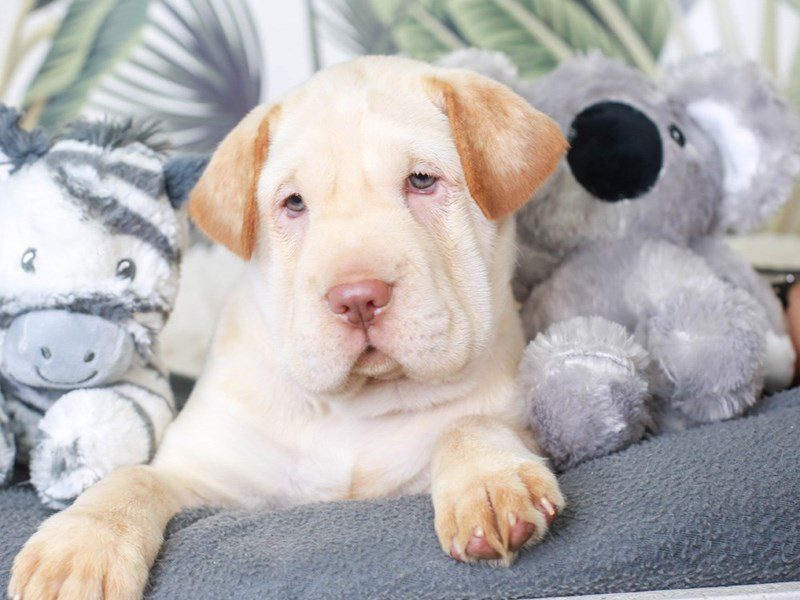 Mini Hippo-Female-cream-3476128-Animal Kingdom | Puppies N Love