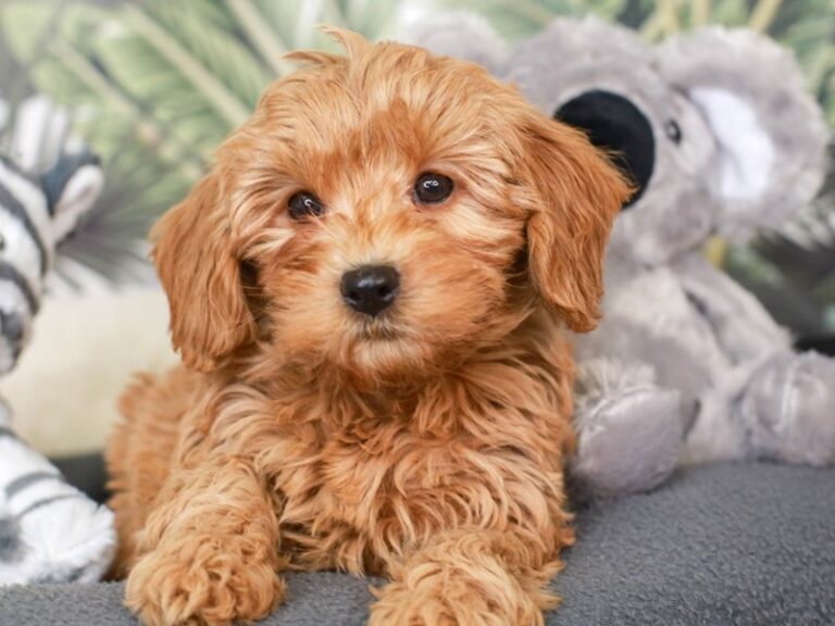 Mini Labradoodle