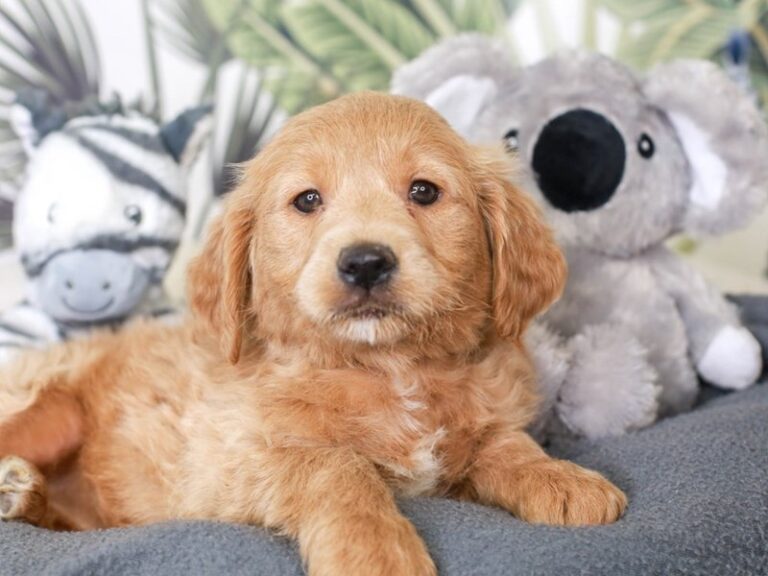 Mini Goldendoodle