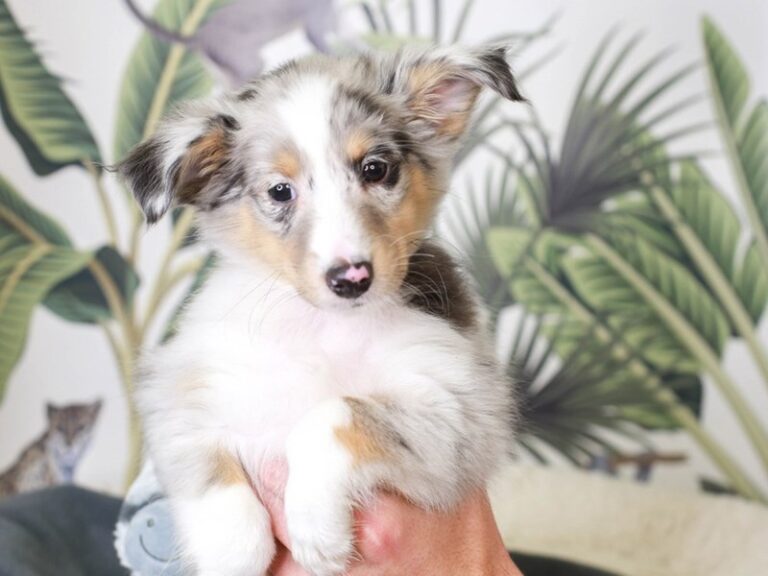 Shetland Sheepdog
