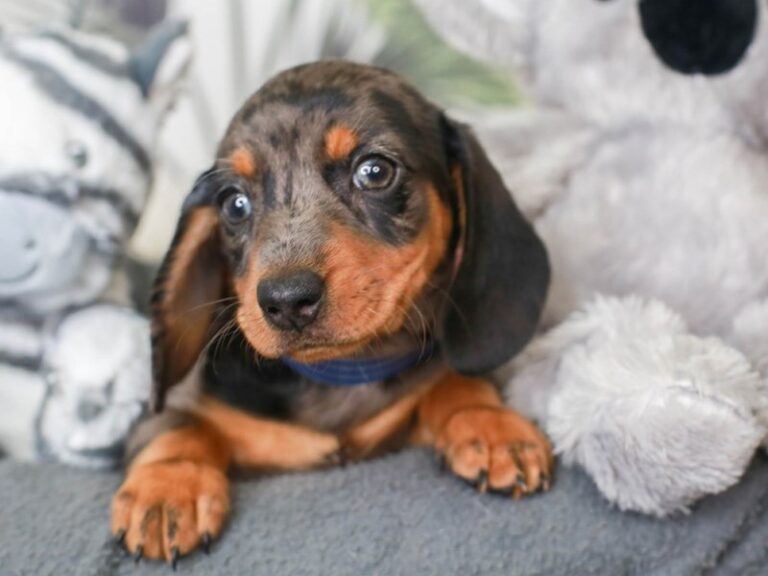 Dachshund