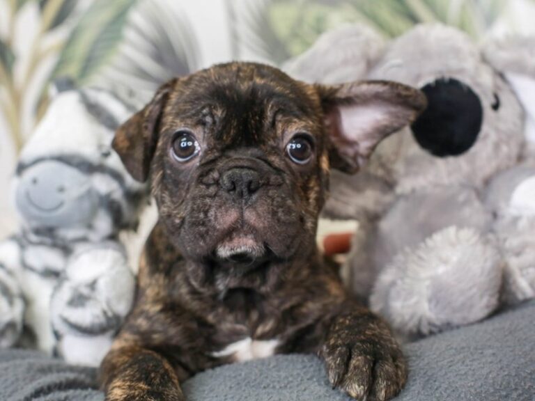 French Bulldog