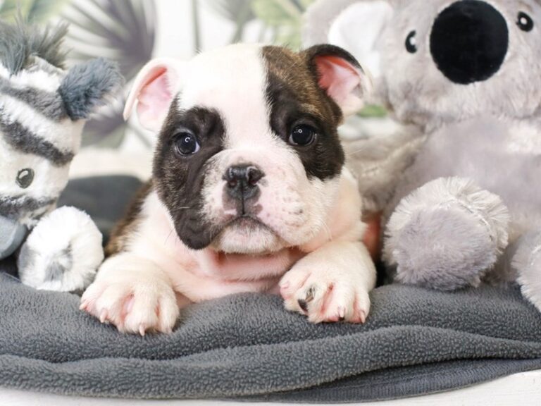 English Bulldog