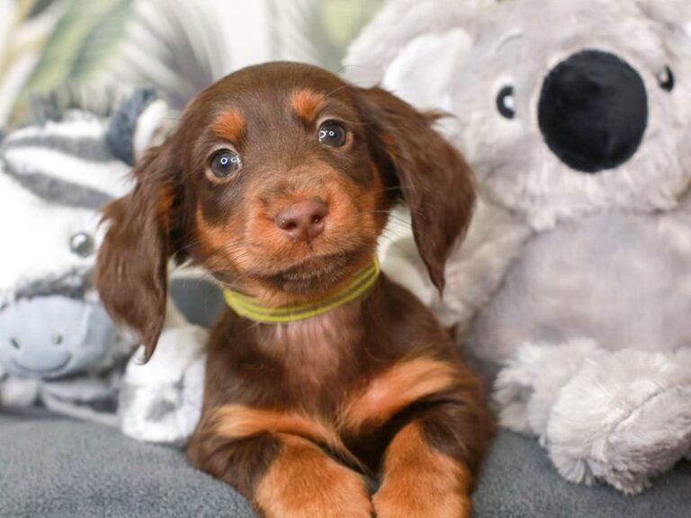 Dachshund