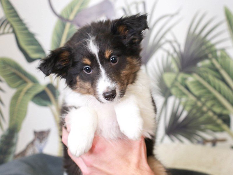 Shetland Sheepdog-Male-BLK &TRI-3475867-Animal Kingdom | Puppies N Love