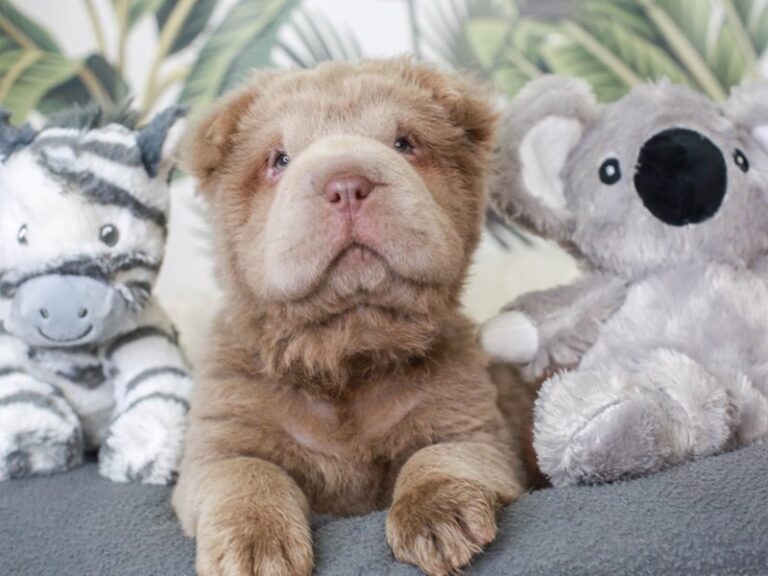 Mini Shar Pei