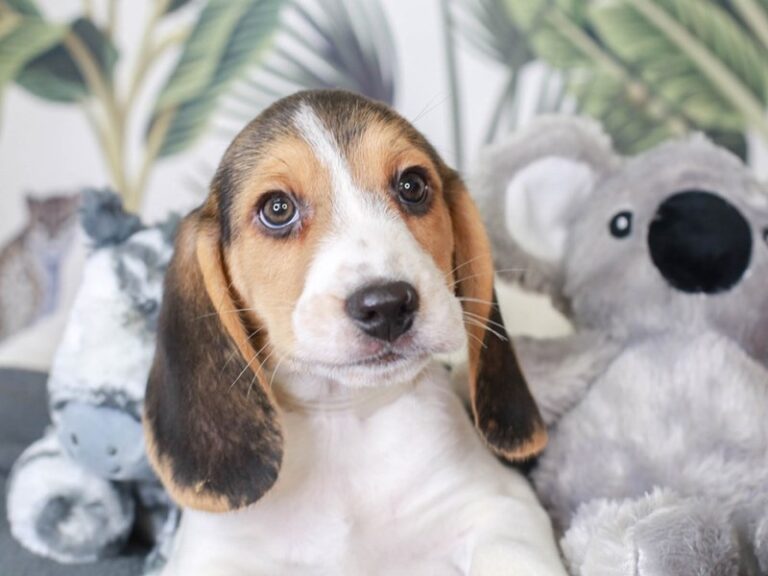 Beagle