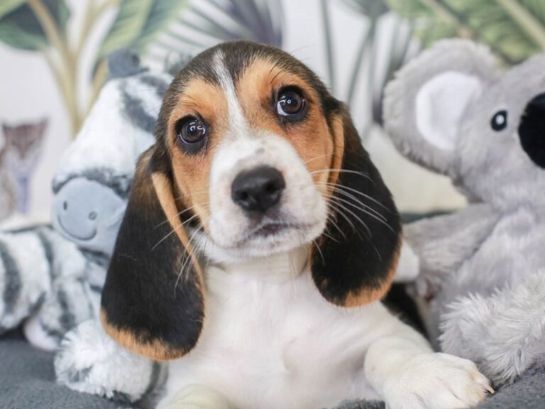 Beagle
