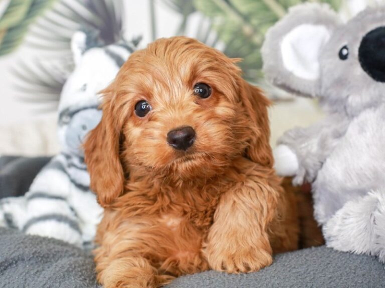 Mini Labradoodle