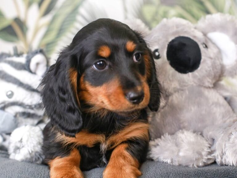 Dachshund
