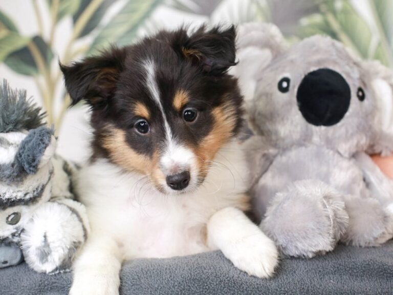 Shetland Sheepdog