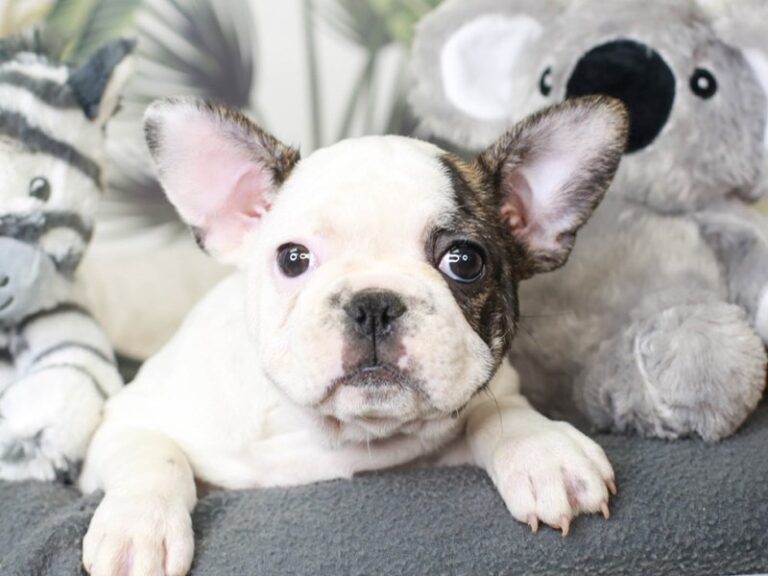French Bulldog