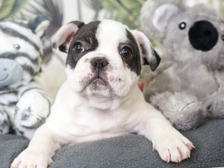 French Bulldog