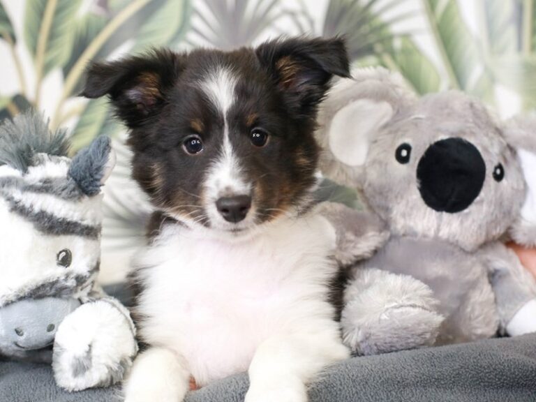 Shetland Sheepdog