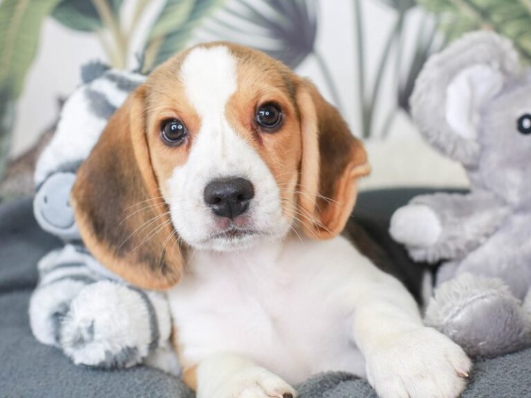Beagle