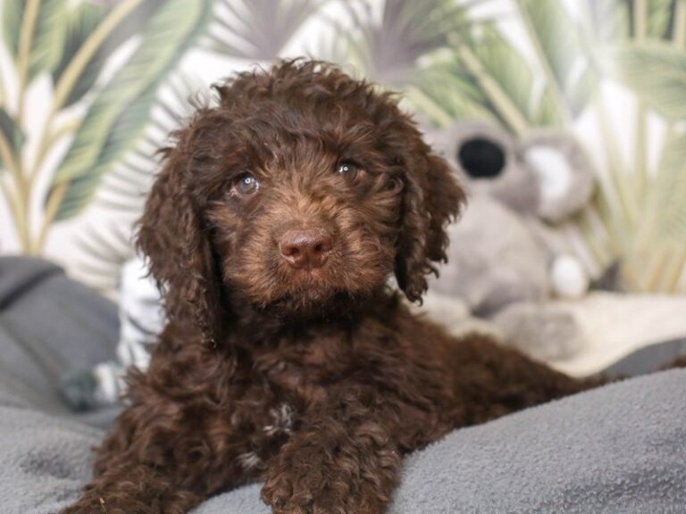 Mini Labradoodle
