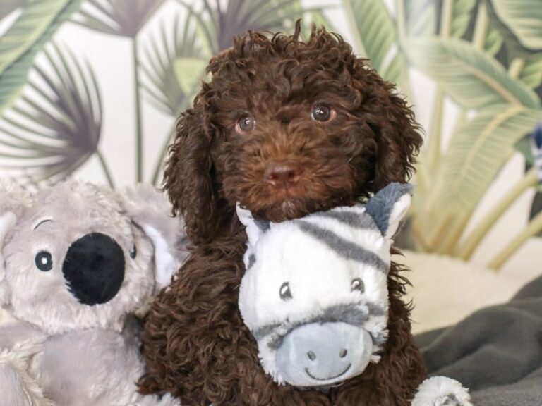 Mini Labradoodle