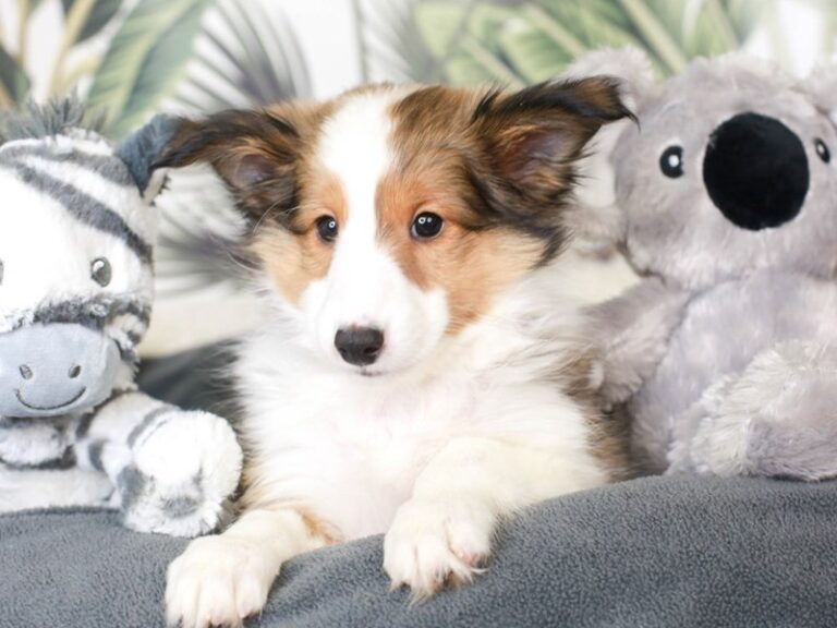 Shetland Sheepdog