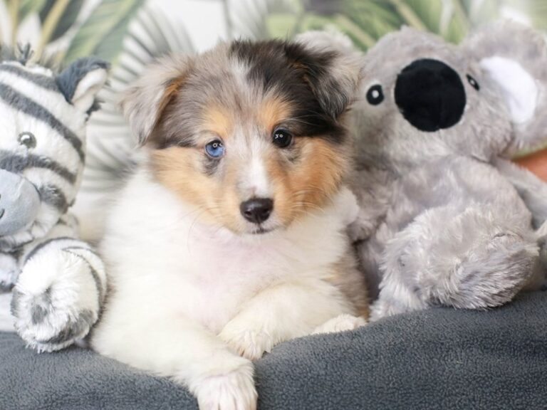 Shetland Sheepdog