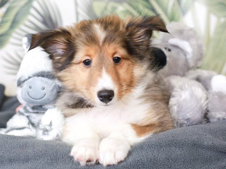 Shetland Sheepdog