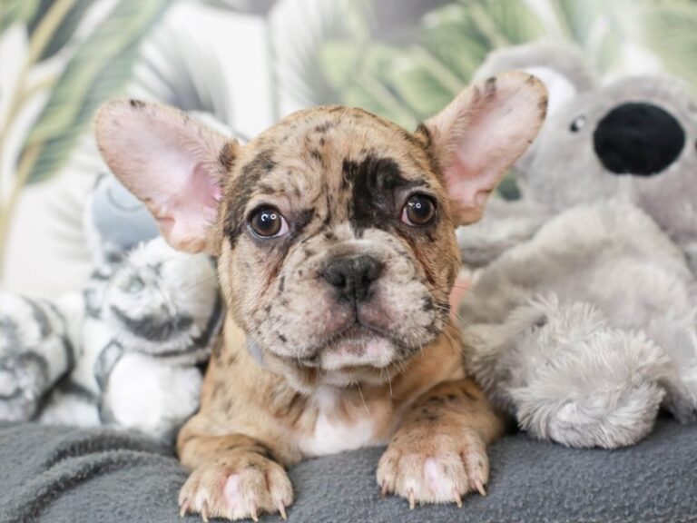 French Bulldog