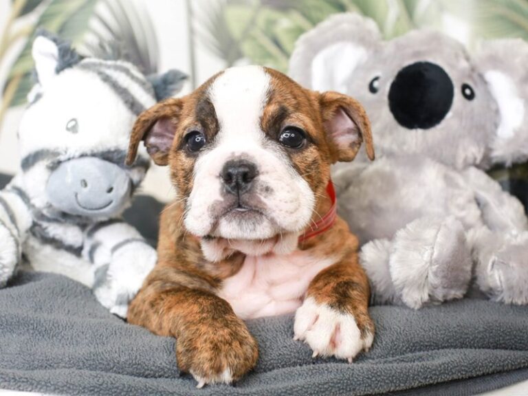 English Bulldog