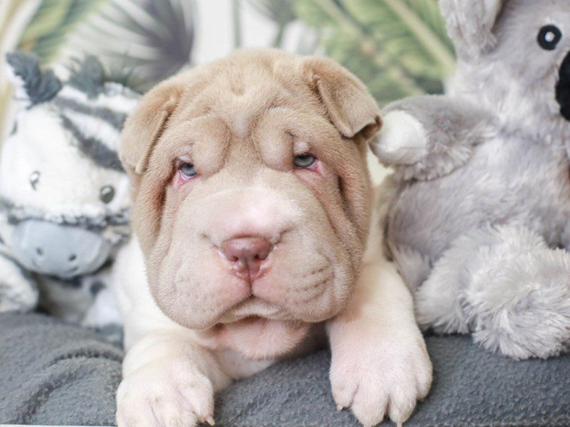 Miniature shar pei best sale dog