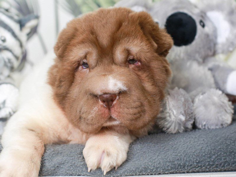 Mini Shar Pei-Female-Brn Wh-3475988-Animal Kingdom | Puppies N Love