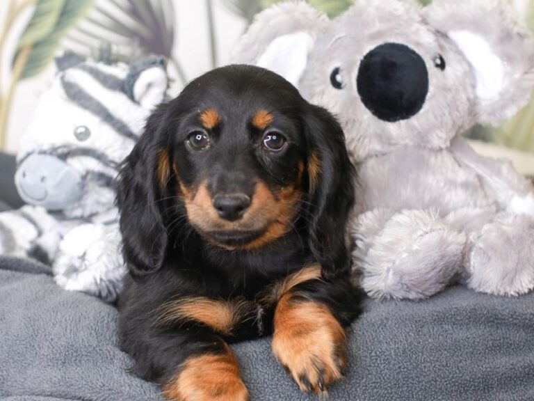 Dachshund